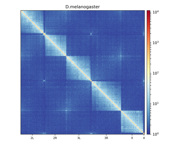 ../../../_images/hicPlotMatrix.png